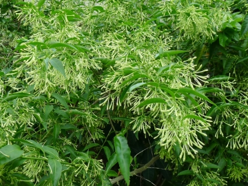 夜香木 售价:120   规格:扦插,丛状1尺 货号:c-0161   夜香