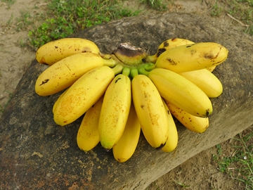 规格:组培,高1尺余 货号:a-5905   旦蕉(kluai khai, aa)也称蛋蕉