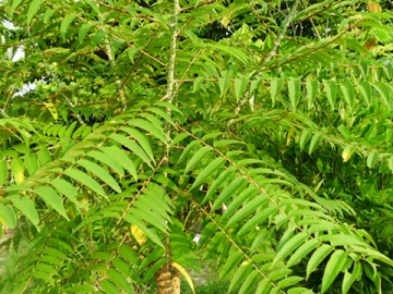 刺葱 售价:50   规格:实生,高15公分 货号:b-0101   刺葱